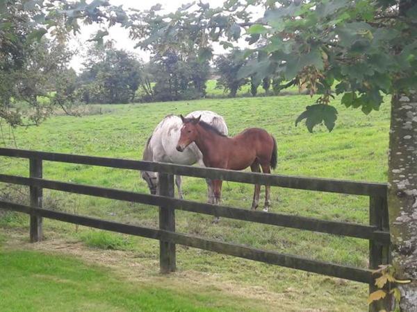 Bealkelly Country House キラロー エクステリア 写真